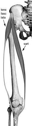Picture of Sartorius and tensof FAscia Lata