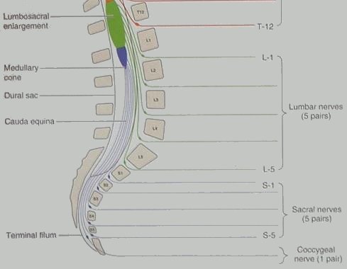 Diagram : The Cauda Equina