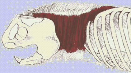 low back pain stabilization exercises - the Transversus abdominis